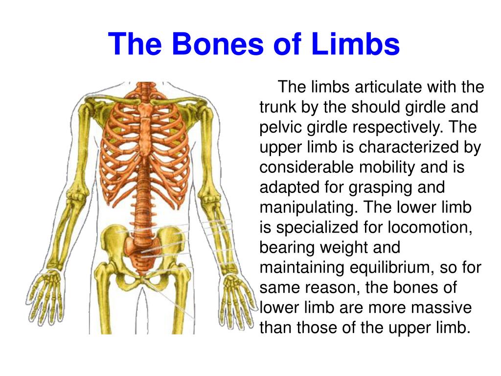 Upper Limb Skeletal Anatomy
