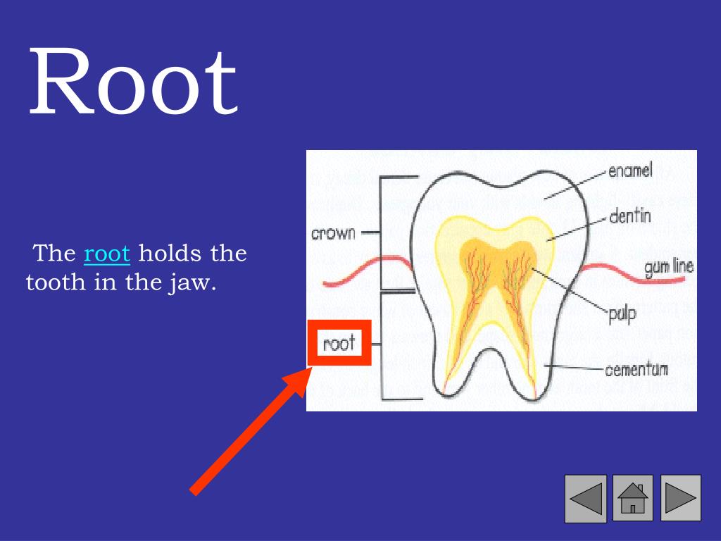 PPT Dental Health PowerPoint Presentation, free download ID2690551
