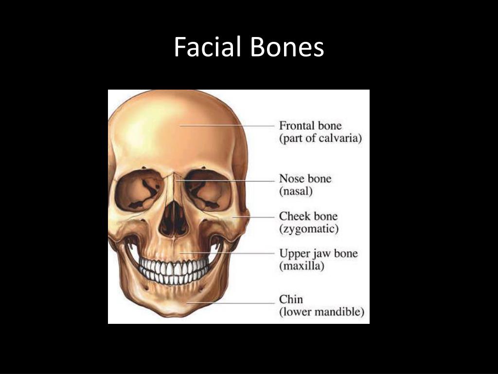 PPT THE SKELETAL SYSTEM PowerPoint Presentation, free download ID