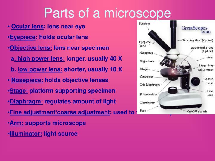 PPT Microscopes & Cell theory PowerPoint Presentation