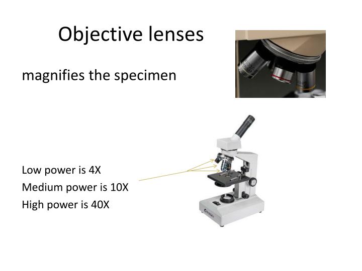 PPT Parts of a Compound Light Microscope PowerPoint