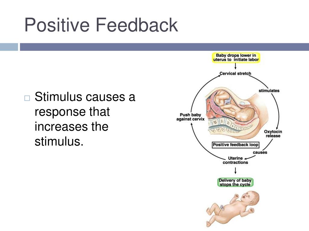 PPT Homeostasis & Body Systems PowerPoint Presentation, free download