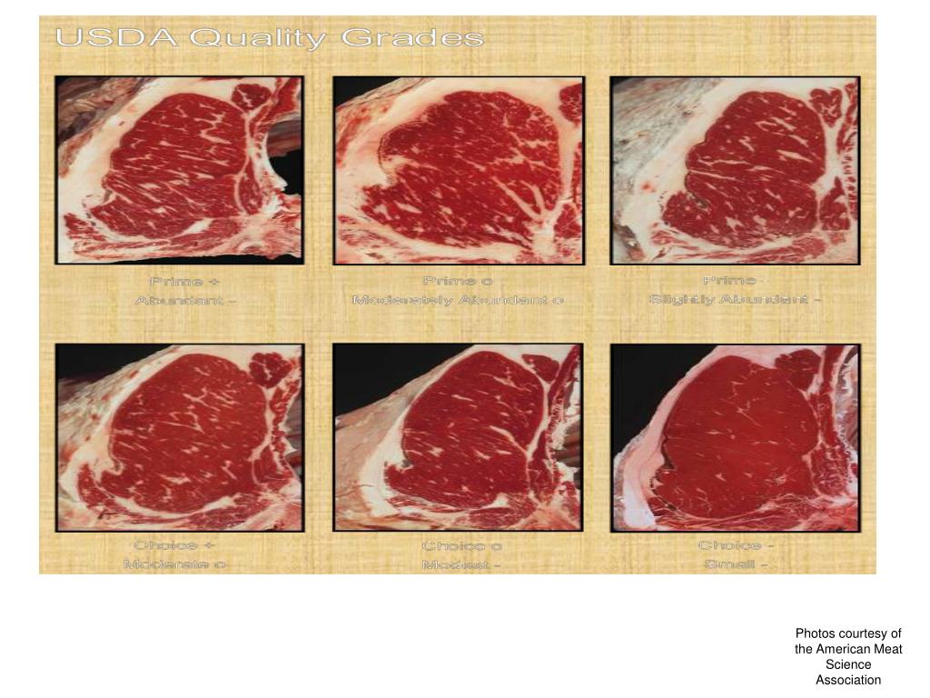 PPT Beef Grading and Evaluation PowerPoint Presentation, free