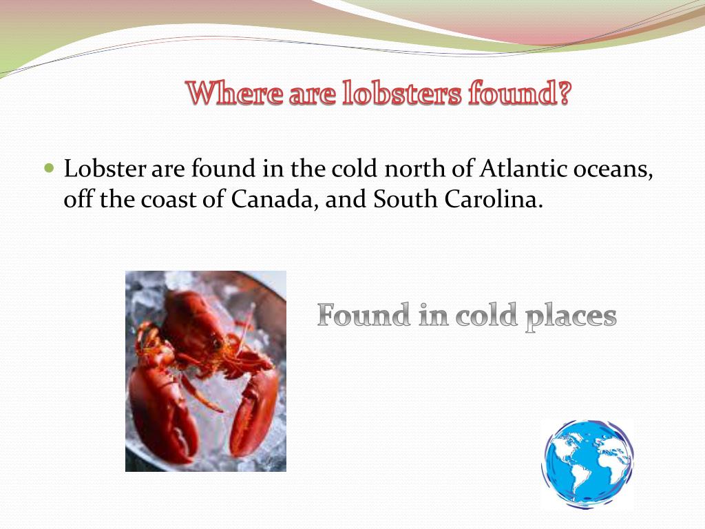 PPT Lobsters Habitat PowerPoint Presentation, free download ID2705571