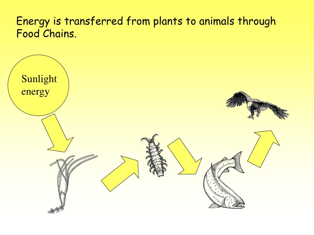 PPT Food  of the Estuary PowerPoint Presentation, free download