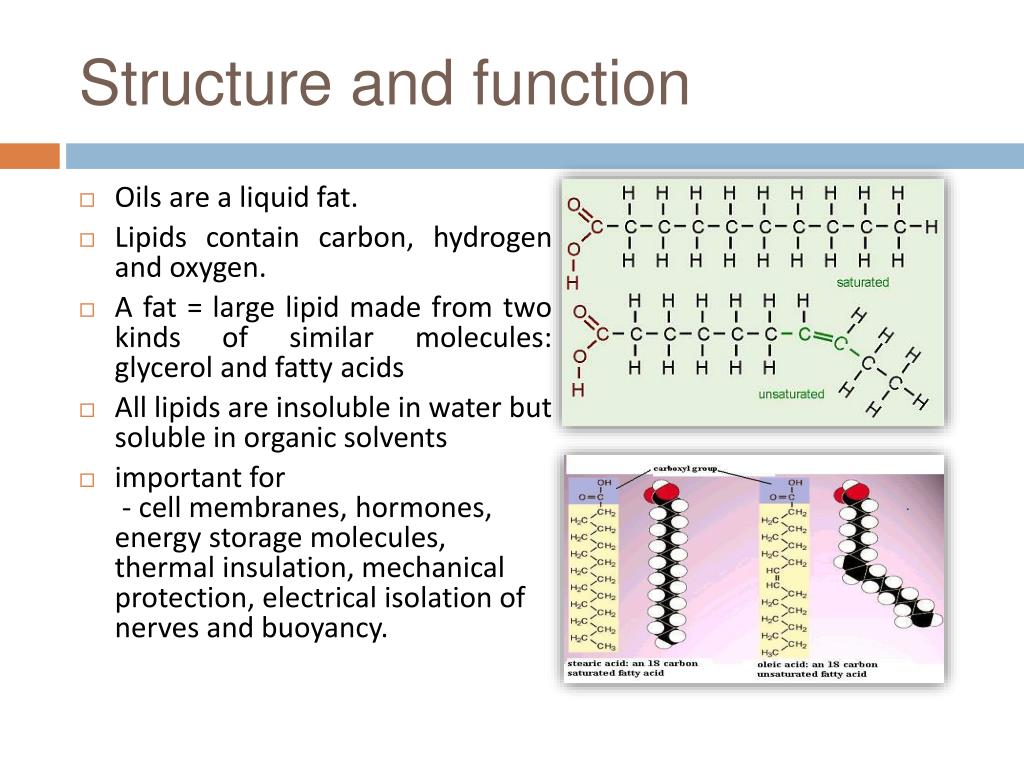 What Is Not A Function Of Glycerol And Fatty Acids at Chauncey Ortiz blog