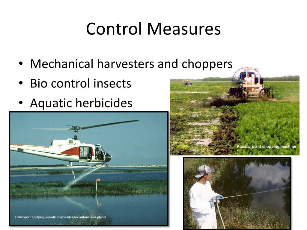 PPT Water Lettuce PowerPoint Presentation, free download ID2711973