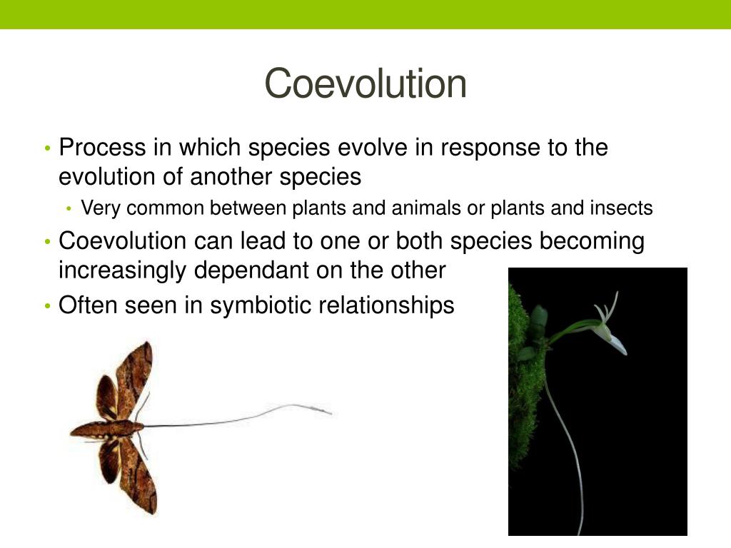 PPT The Origin of Species PowerPoint Presentation, free download ID2712686