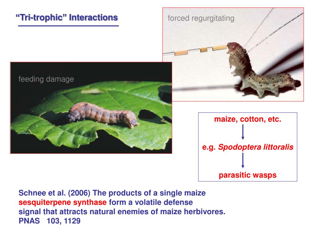 PPT Plant Volatiles Chemical Defense Mechanisms PowerPoint