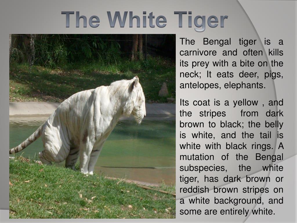 PPT ANIMALS IN DANGER OF EXTINCTION PowerPoint