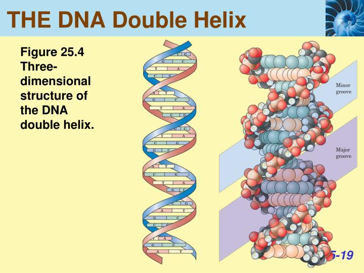 PPT DNA Replication, Transcription and Translation PowerPoint