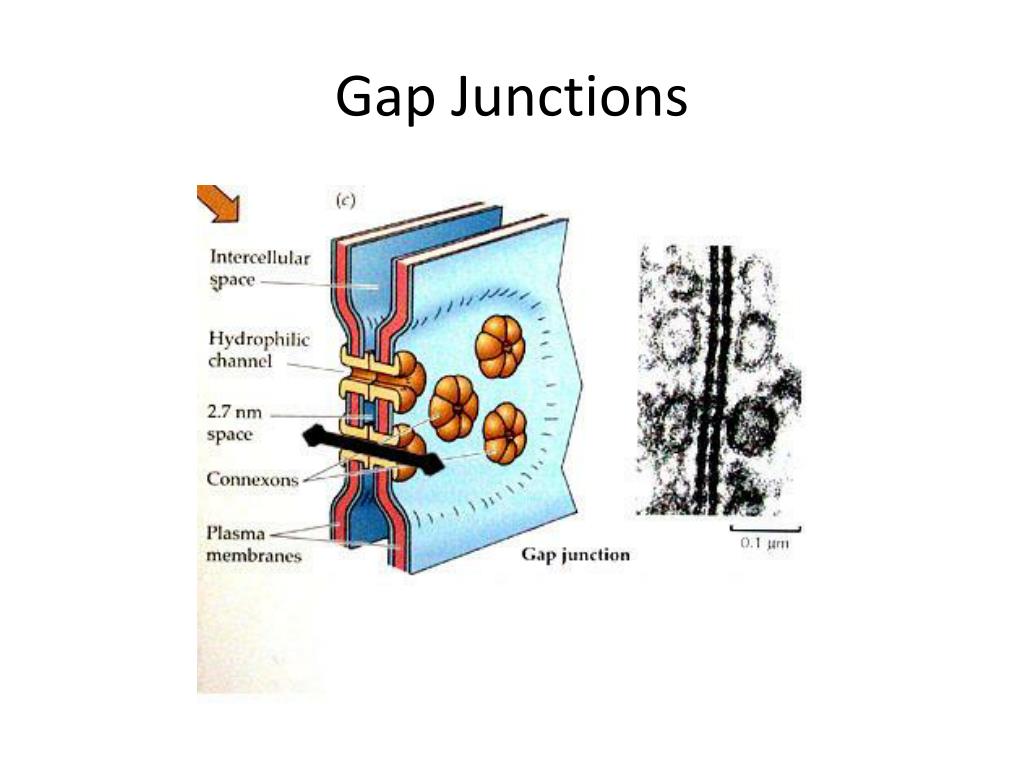 PPT Ch. 4 Part 1 PowerPoint Presentation, free download ID2724147