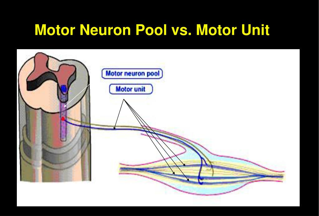 PPT Motor Control Lecture 1 PowerPoint Presentation, free download