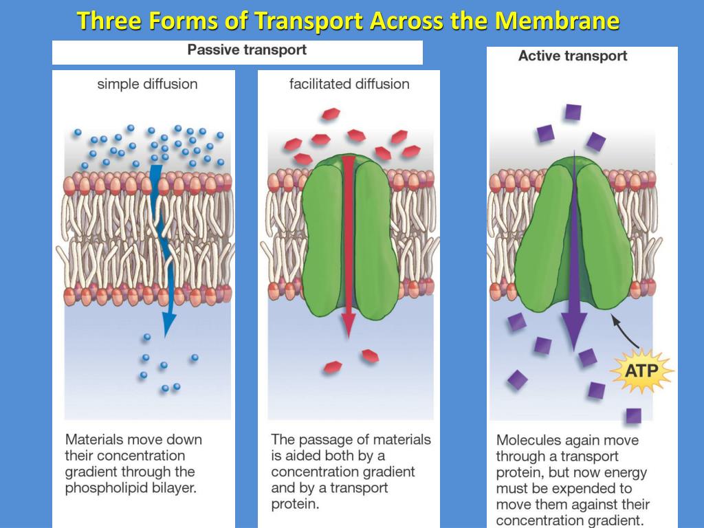 Types Of Transport Across Cell Membrane Ppt Transport Informations Lane