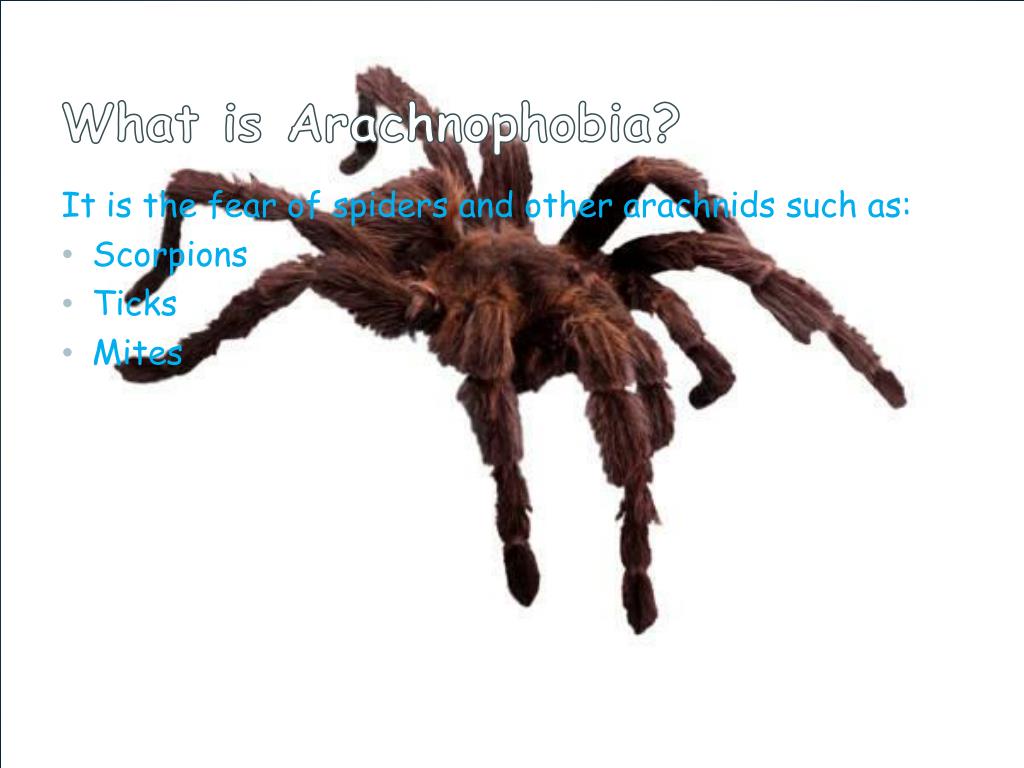 PPT Arachnophobia PowerPoint Presentation, free download ID2730954