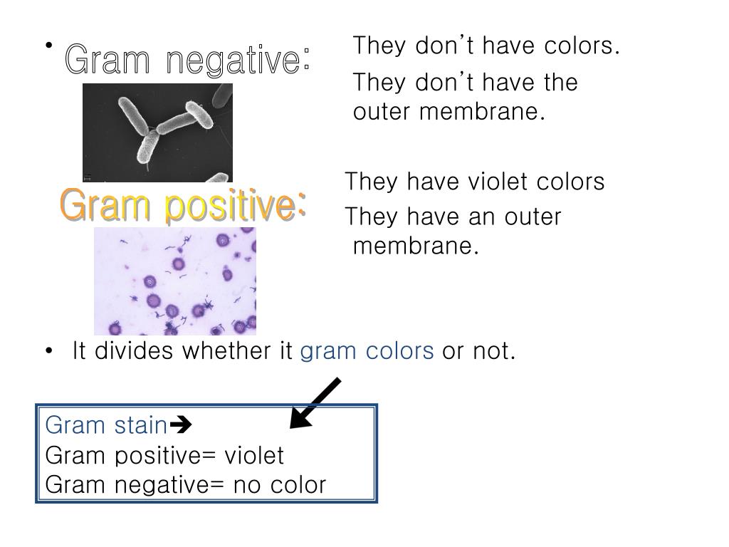 PPT Bacterial Reproduction PowerPoint Presentation, free