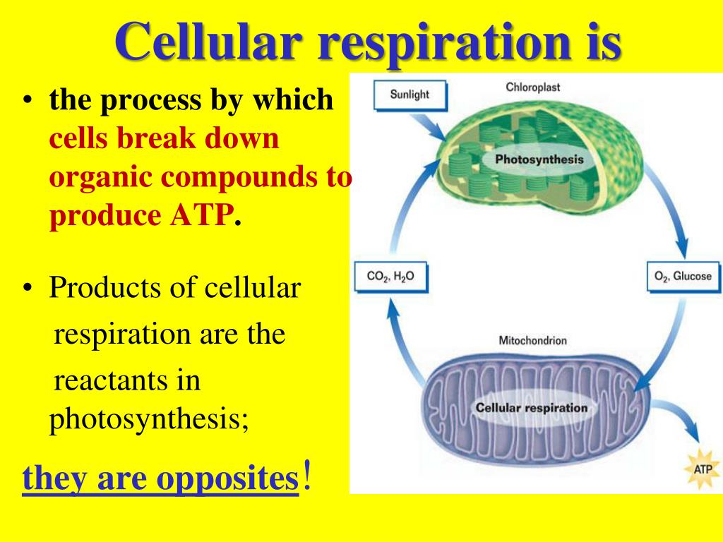 PPT Chapter 7 Cellular Respiration PowerPoint Presentation, free download ID2736190