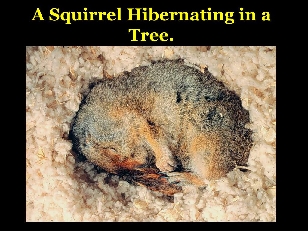 PPT What Animals Hibernate During the Winter? PowerPoint Presentation
