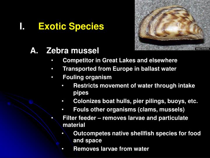 PPT Exotic Species Species invasions may profoundly affect ecosystems