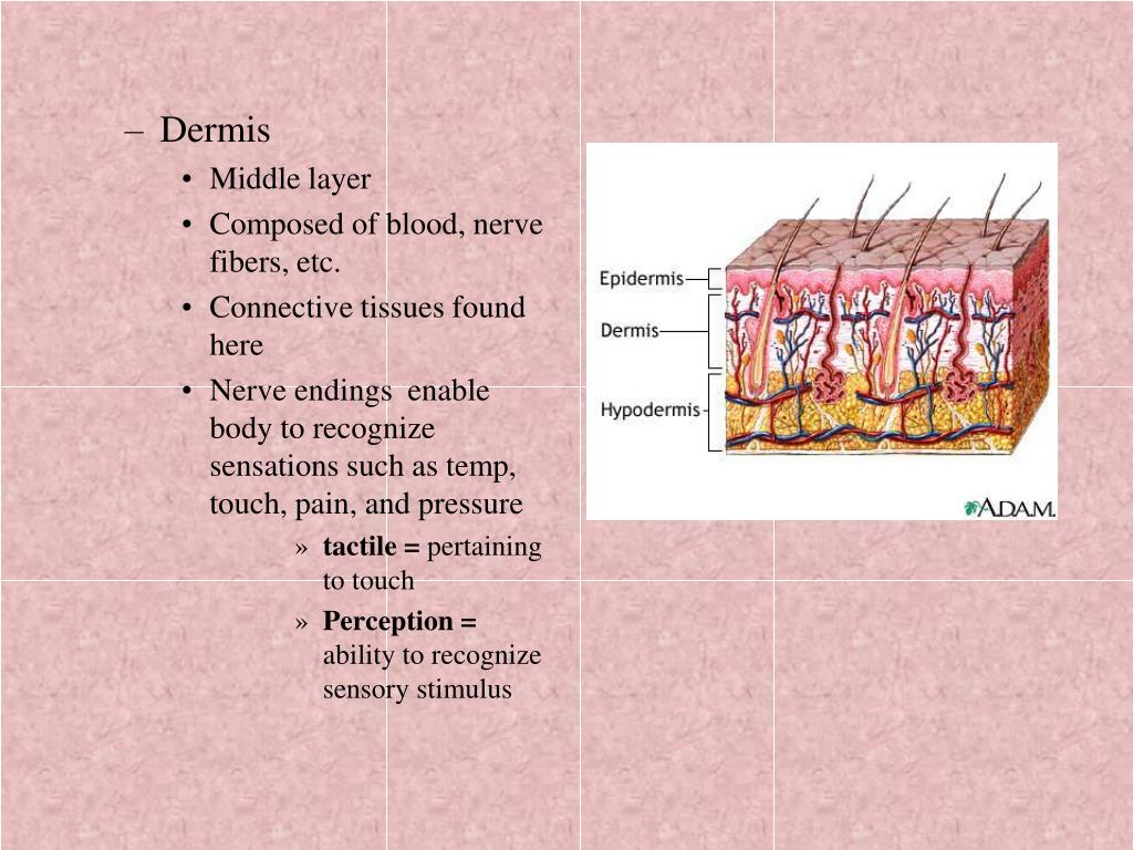 PPT The Integumentary System PowerPoint Presentation, free download