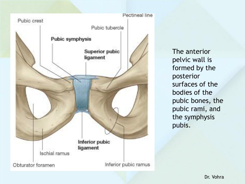 PPT PELVIC WALLS, FLOOR; & JOINTS PowerPoint Presentation, free