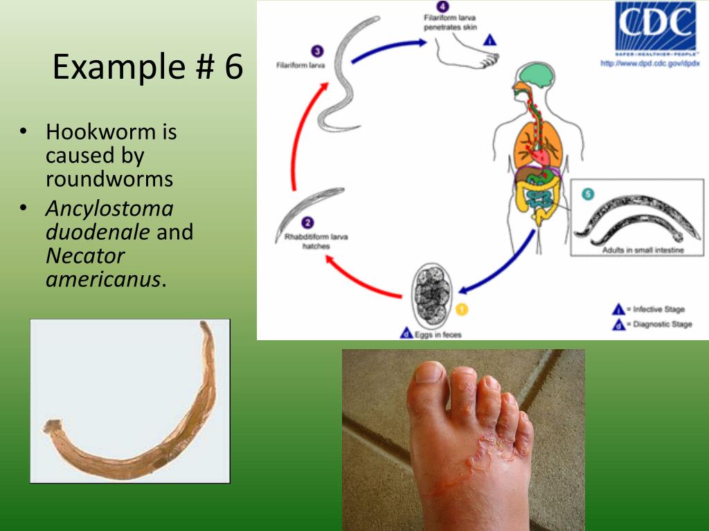 PPT Pathogens PowerPoint Presentation, free download ID2746214