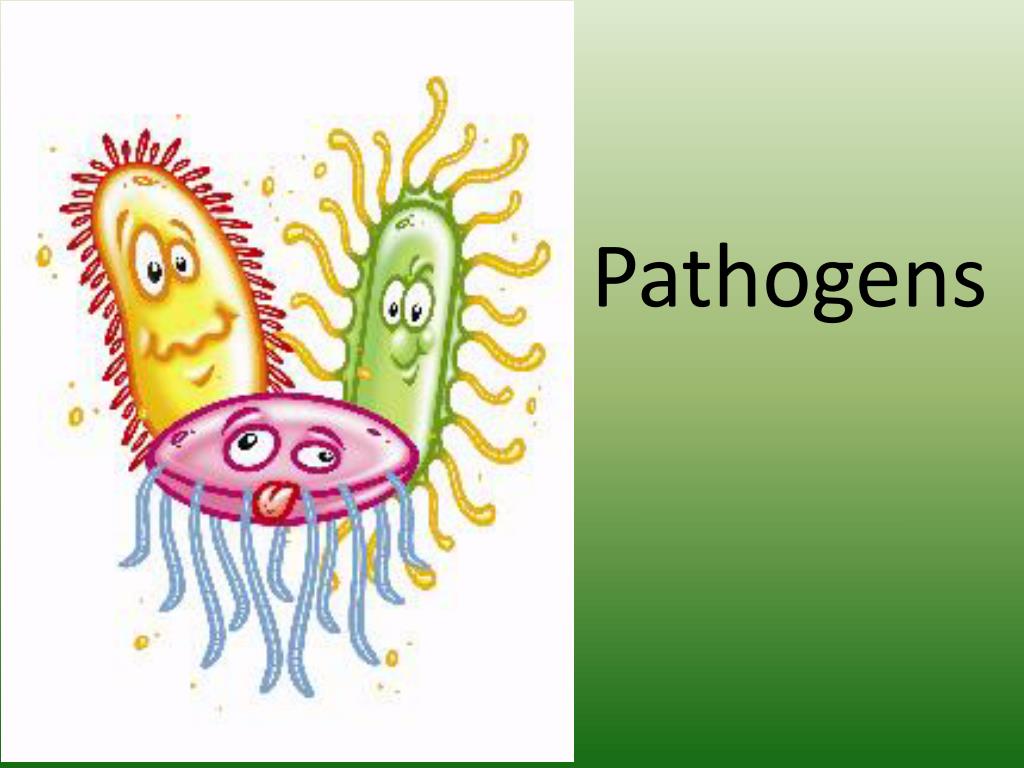 PPT Pathogens PowerPoint Presentation, free download ID2746214