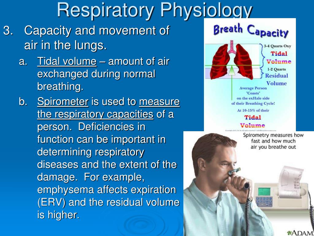 PPT Respiratory System Fun Facts PowerPoint Presentation, free