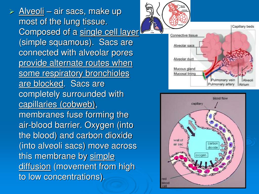 PPT Respiratory System Fun Facts PowerPoint Presentation, free