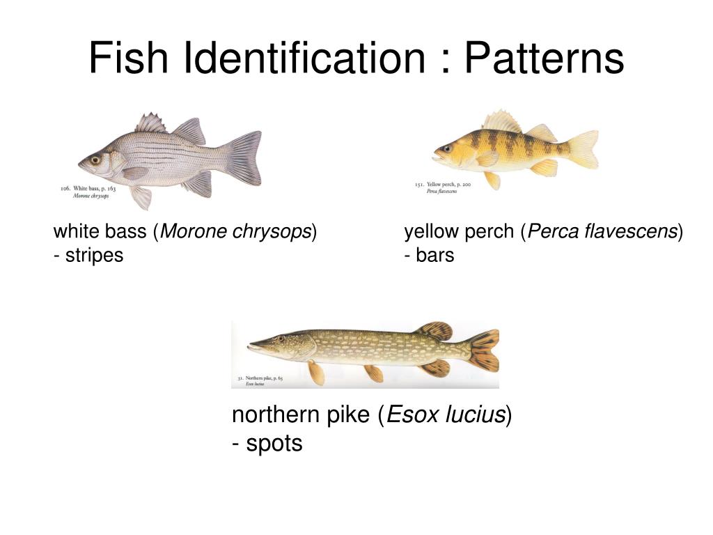 PPT What is a Fish? PowerPoint Presentation, free download ID2748449