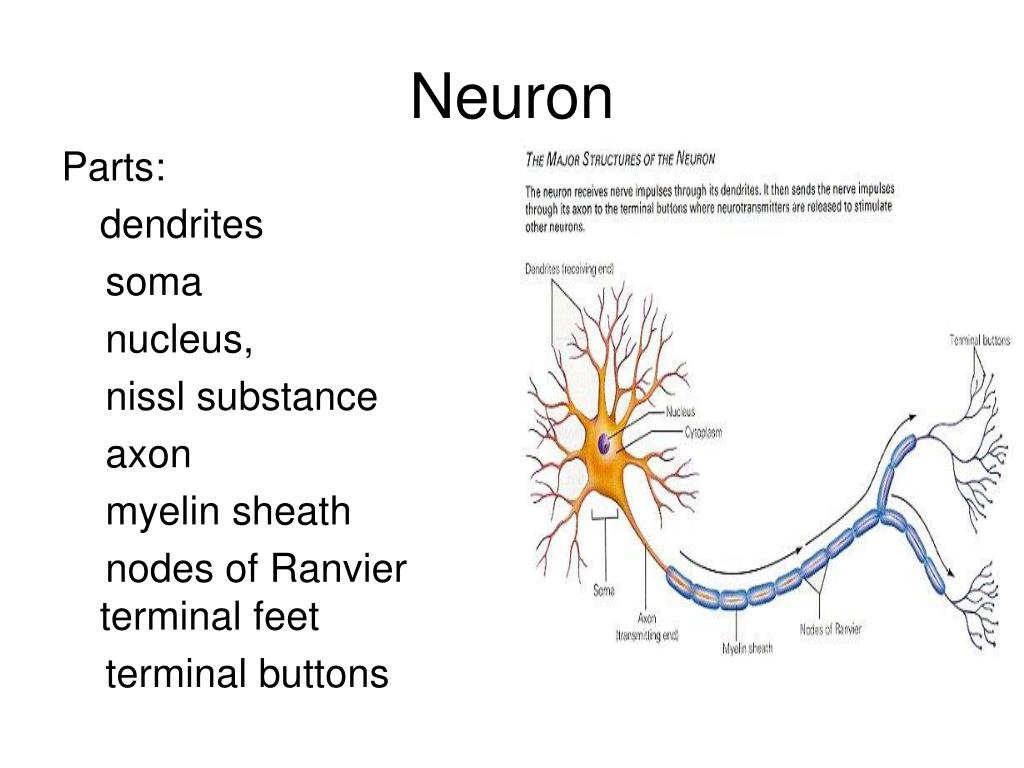 PPT The Neuron PowerPoint Presentation, free download ID2749648