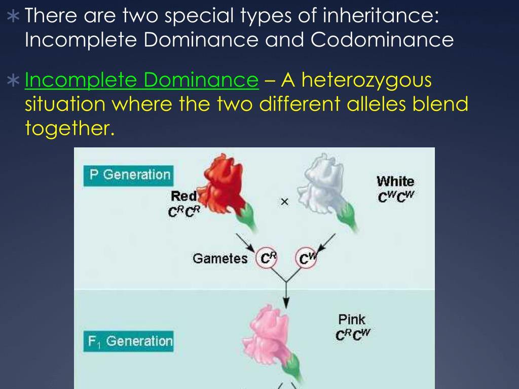 PPT Dominance vs. Codominance PowerPoint Presentation