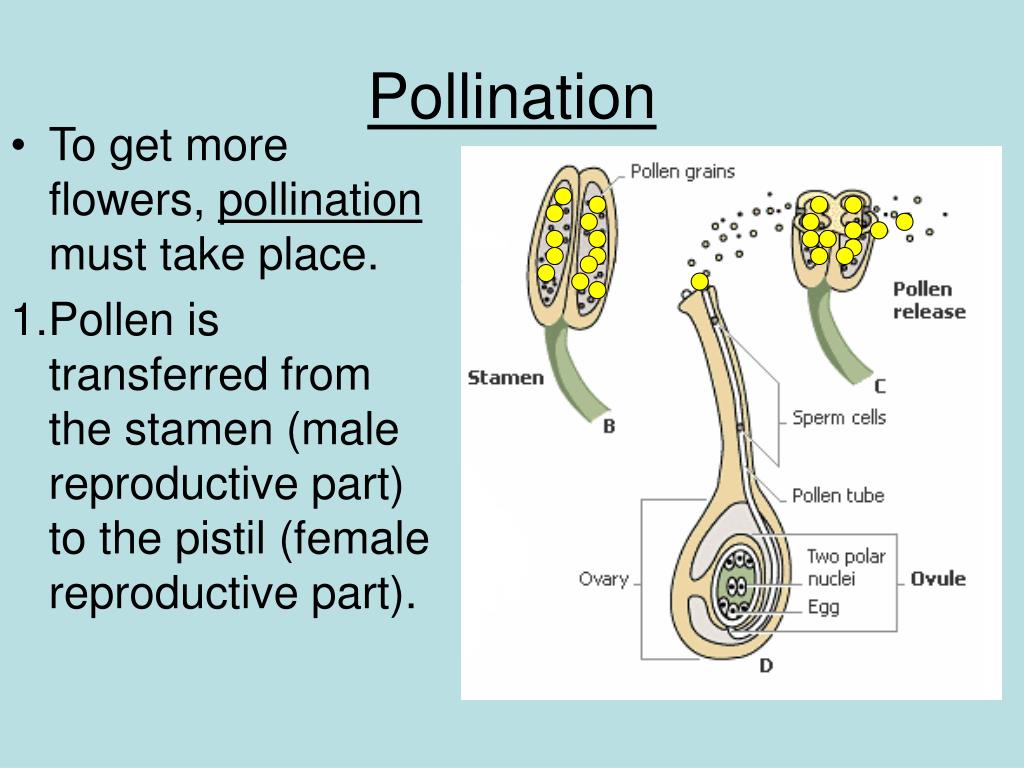 PPT How do flowers reproduce? PowerPoint Presentation, free download