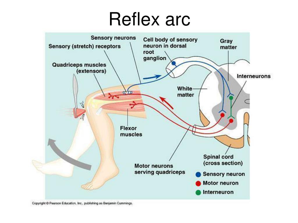 PPT Neuron & Nervous System PowerPoint Presentation, free download