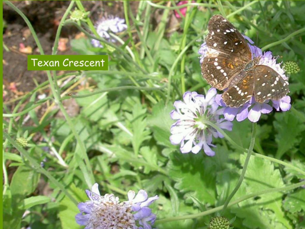 PPT Fort Worth Backyard Butterflies PowerPoint Presentation, free
