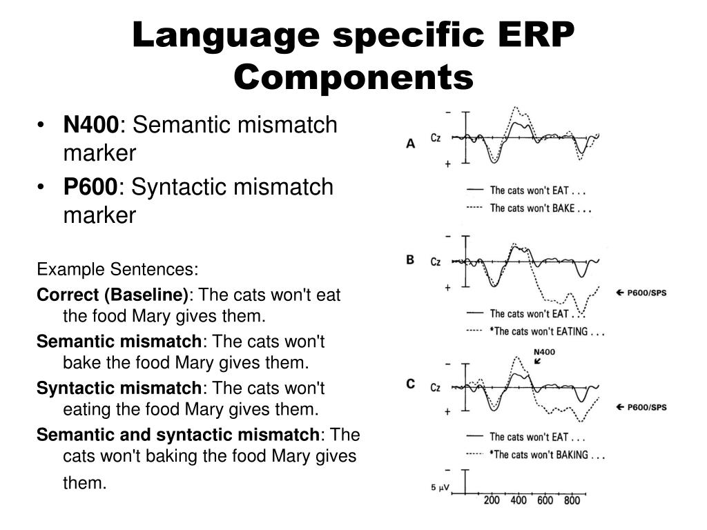PPT The ElectroEncephaloGramm PowerPoint Presentation, free download