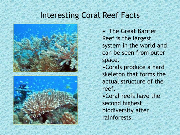 PPT Coral Reef Biome PowerPoint Presentation ID2763697