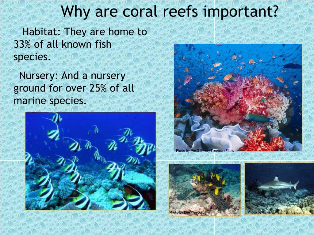 PPT Coral Reef Biome PowerPoint Presentation, free download ID2763697
