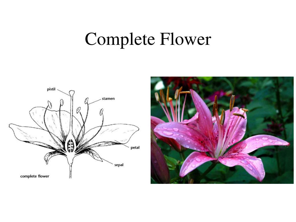 PPT Flowers PowerPoint Presentation, free download ID2763771