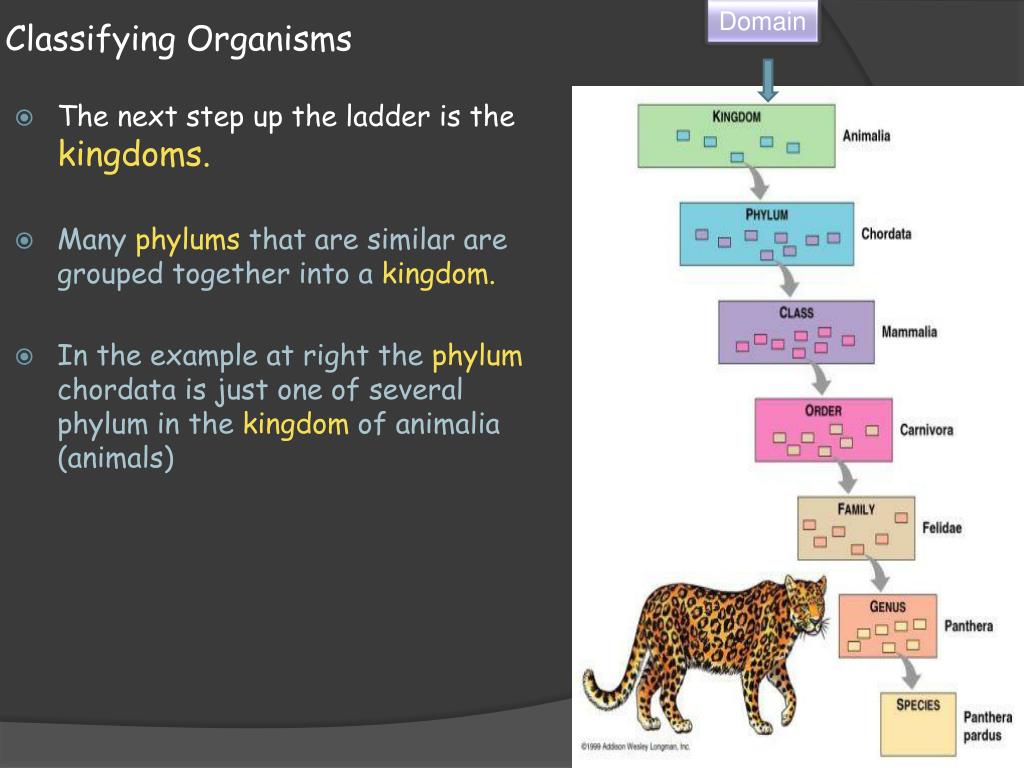 PPT Biology 14.1 Classification of Organisms PowerPoint Presentation