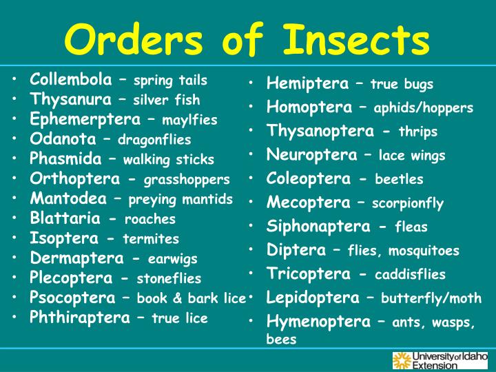PPT Insect ID and Management PowerPoint Presentation ID2767816