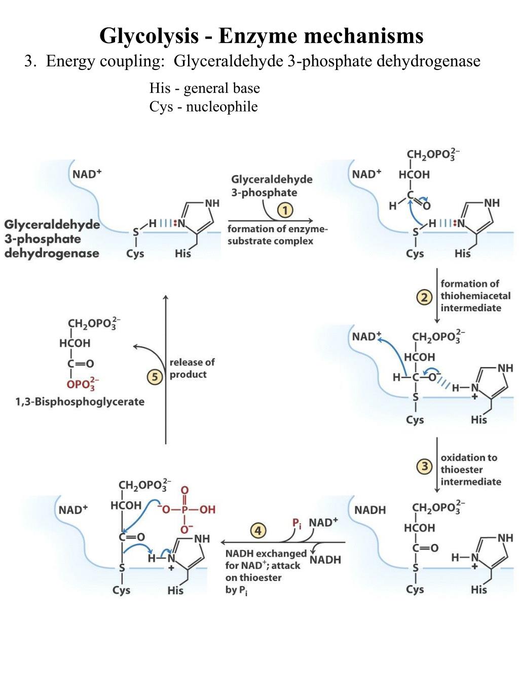PPT Glycolysis PowerPoint Presentation, free download ID2768037