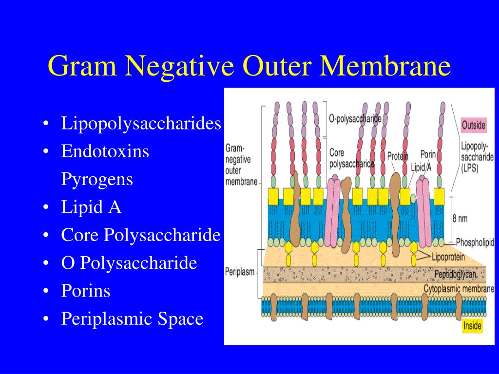PPT Cell Biology PowerPoint Presentation, free download ID2768111