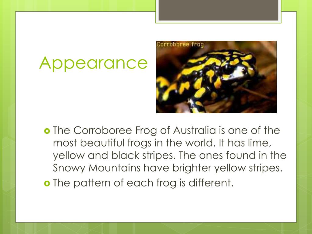 PPT The Corroboree Frog PowerPoint Presentation, free download ID
