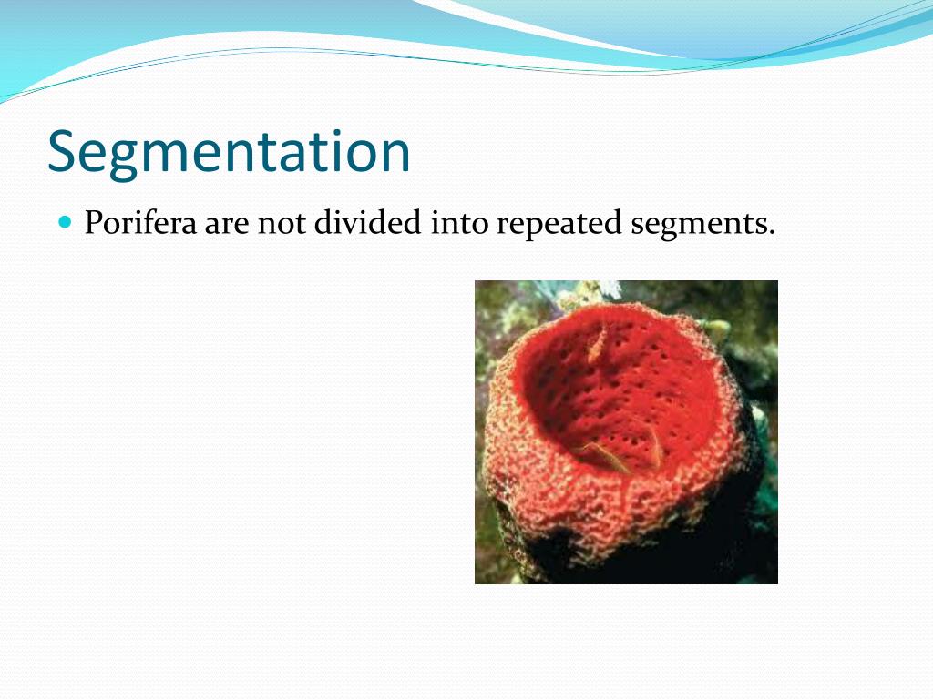 PPT Phylum Porifera PowerPoint Presentation, free download ID2770459