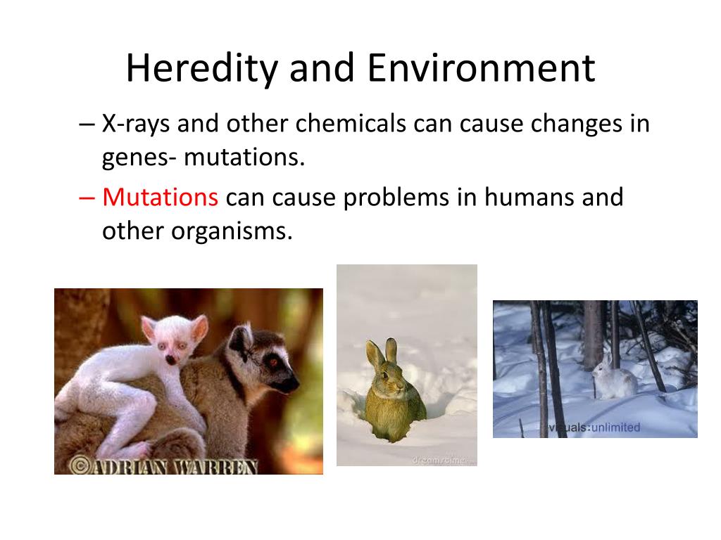 PPT Ch. 22 Heredity and Evolution PowerPoint Presentation, free