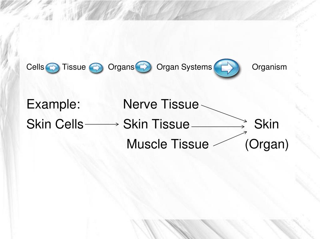 PPT Ch 2 Lesson 2 How do cells work together? PowerPoint