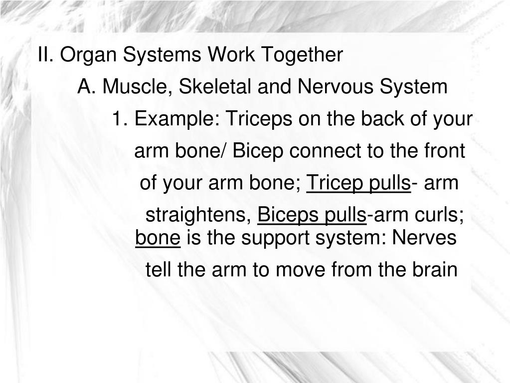 PPT Ch 2 Lesson 2 How do cells work together? PowerPoint