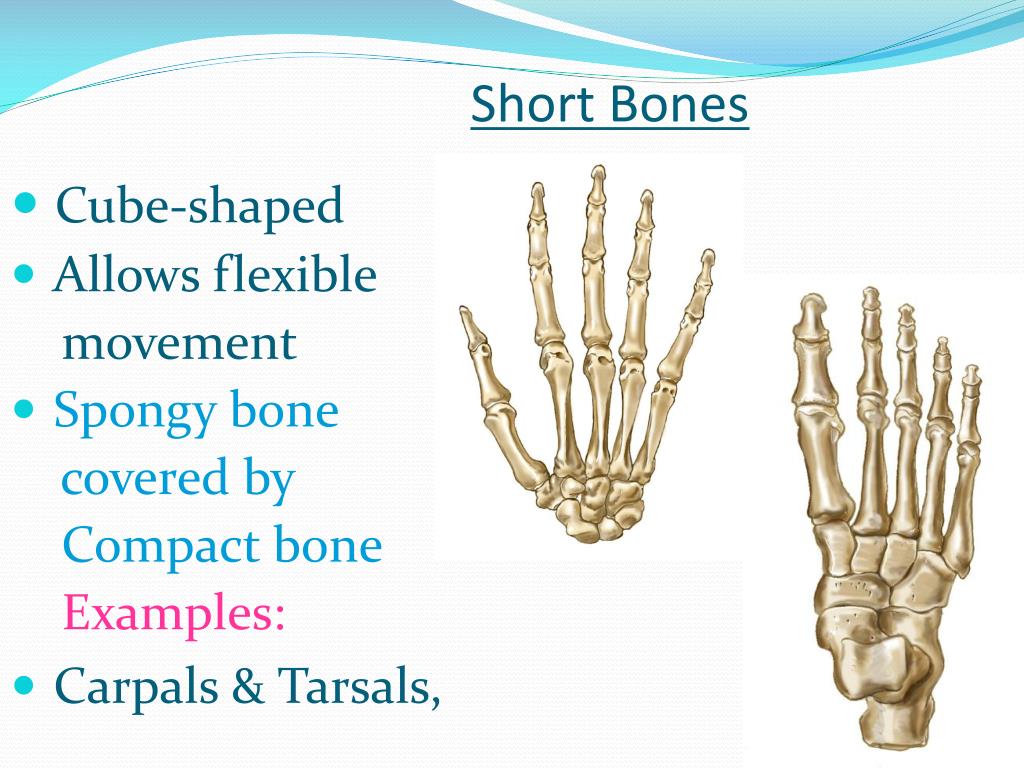 PPT Bones PowerPoint Presentation, free download ID2773049