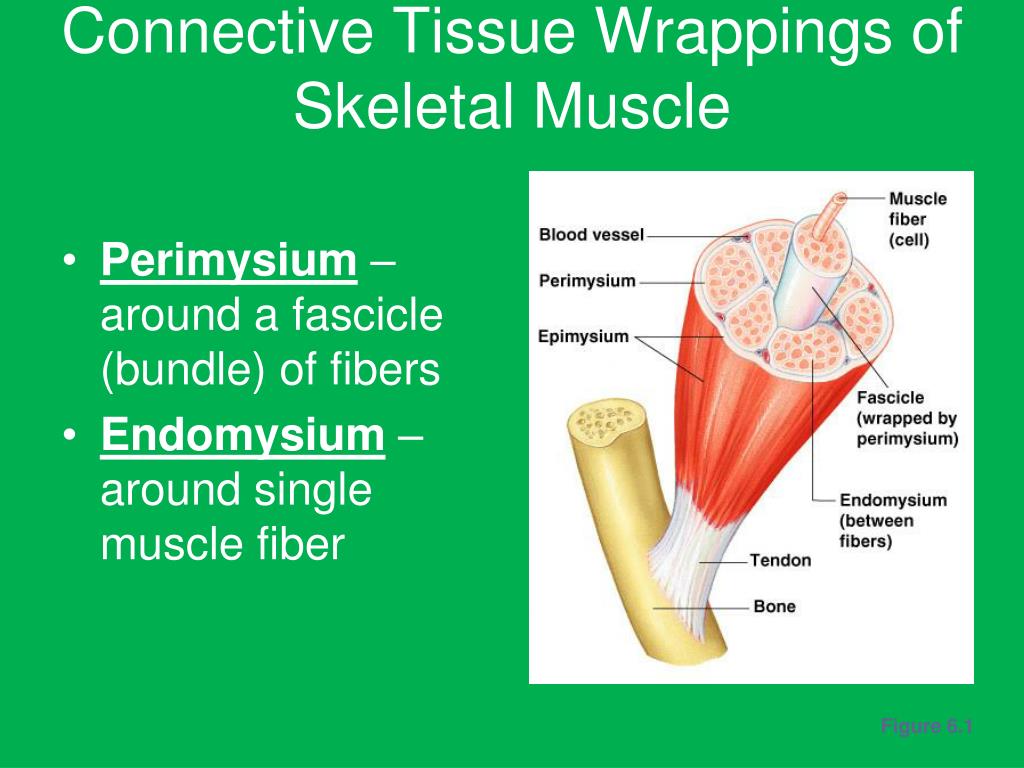 PPT MusculoSkeletal Anatomy PowerPoint Presentation, free download
